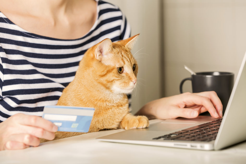 Help With Vet Bills 12 Finance Options To Help You Afford Vet Fees 