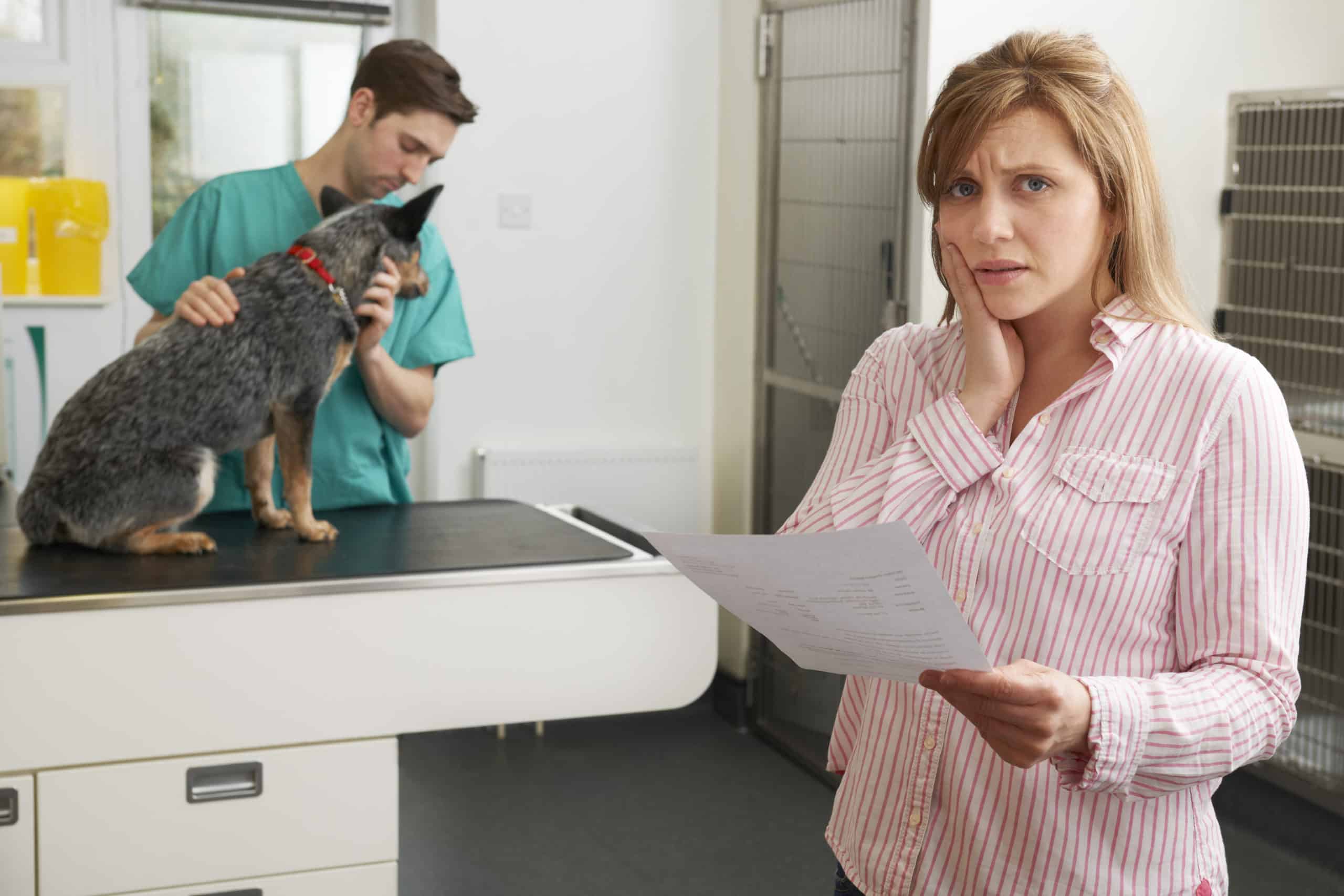 12 Ways To Get Help With Vet Bills Swoosh