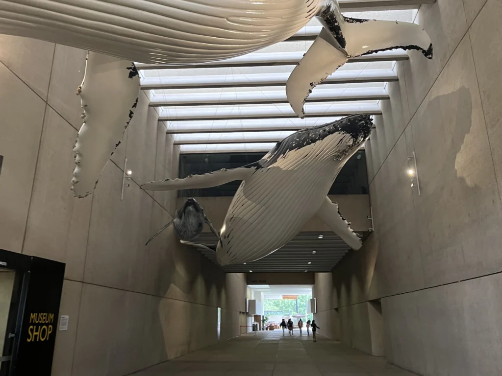 Whales at the QLD Museum in Brisbane | Swoosh Finance