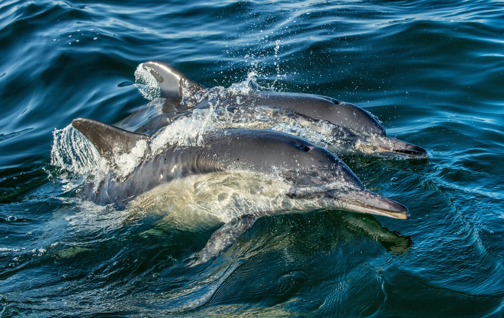 Adelaide Dolphin Sanctuary | Swoosh Finance