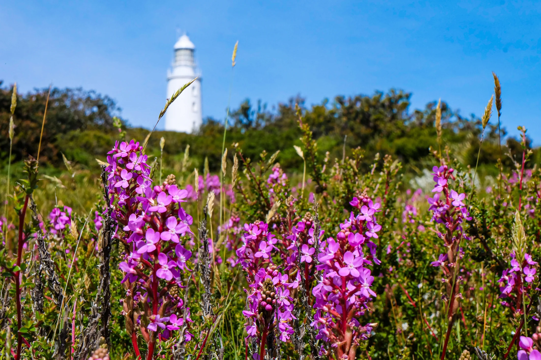 10 Best Cheap Christmas Holiday Destinations; bruny island | Swoosh Finance