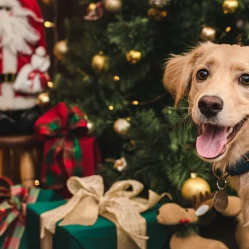 Presents for the dog | Swoosh Finance