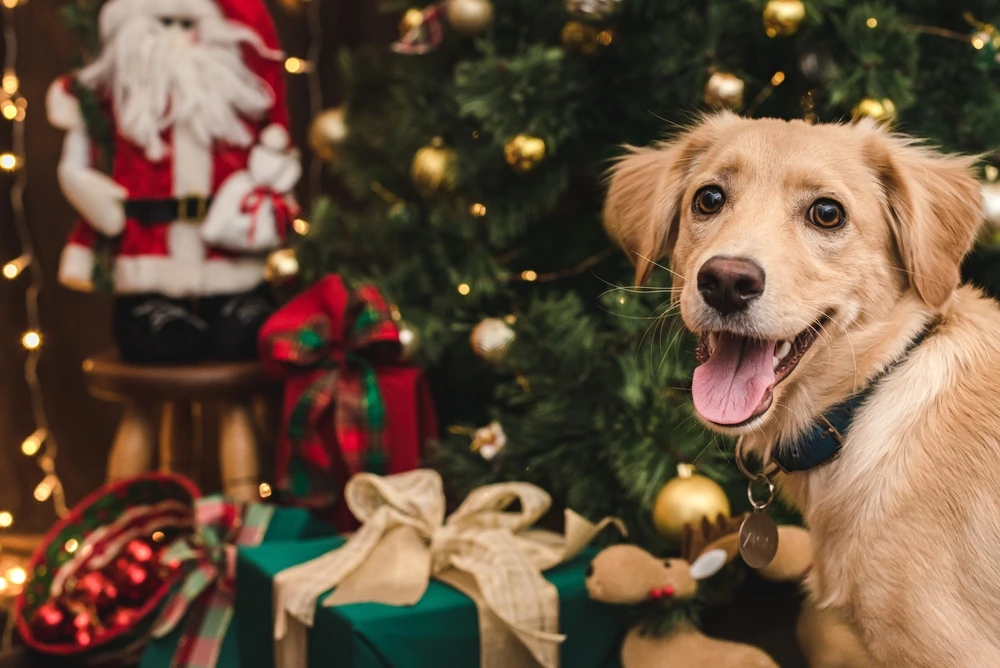 Presents for the dog | Swoosh Finance