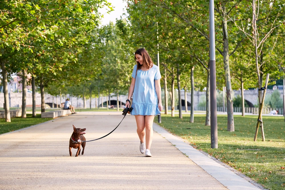 Earn some extra money by being a dog walker | Swoosh Finance