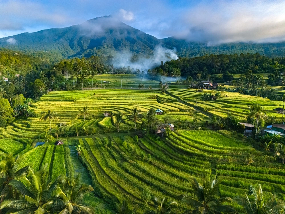 Rice Fields in Indonesia | Swoosh Finance