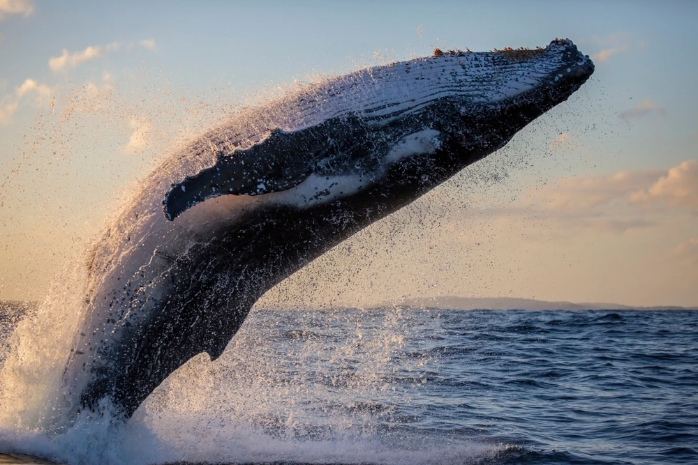 Whales spotted just off the coast of Sydney | Swoosh Finance