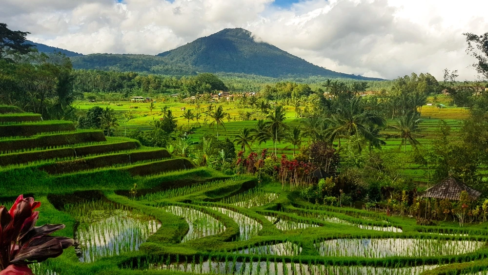 Rice Fields in Bali | Swoosh Finance