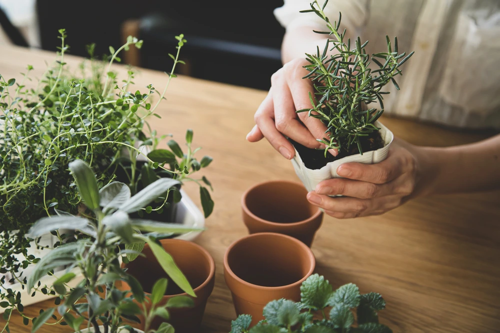 Making a herb garden for a Valentine's day gift idea | Swoosh Finance