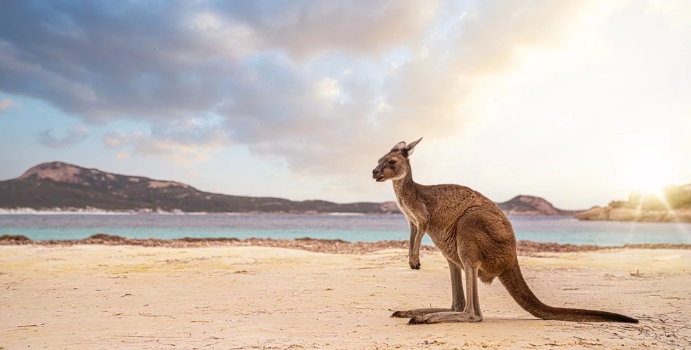 Kangaroo Island South Australia | Swoosh Finance