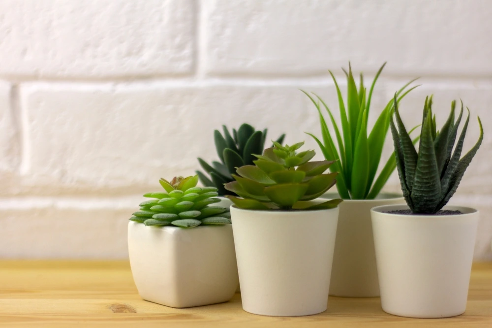 Potted succulents as a inexpensie valentine's day gift idea | Swoosh Finance